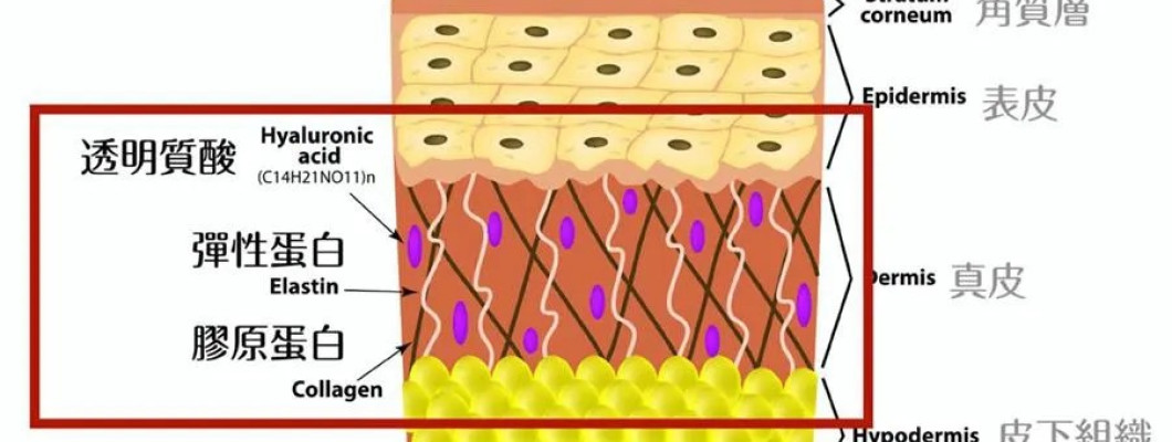 彈性蛋白也是美容成分！愛美的妳怎麼能不知！