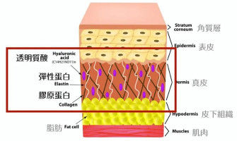 彈性蛋白也是美容成分！愛美的妳怎麼能不知！